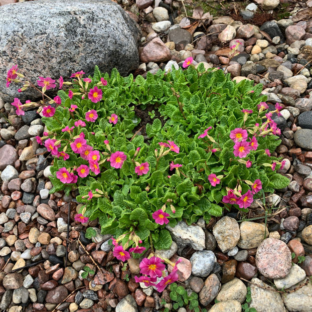  - Jurnalul gradinii 2020