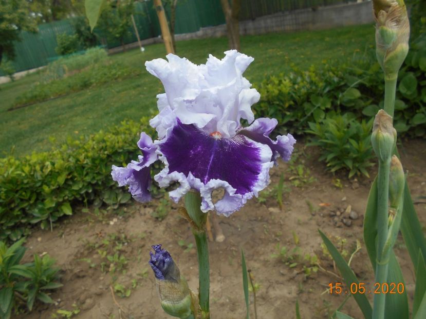 Daring Deception - 1Irisi 2020