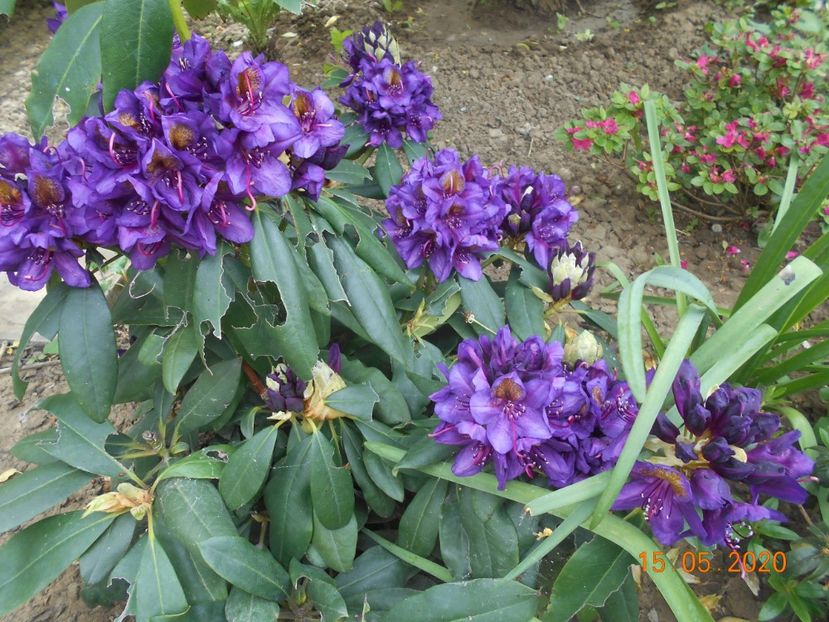 Rodo Polarnacht - 1Azalee-rhododendroni-heleborusi-hortensii-hoste 2020