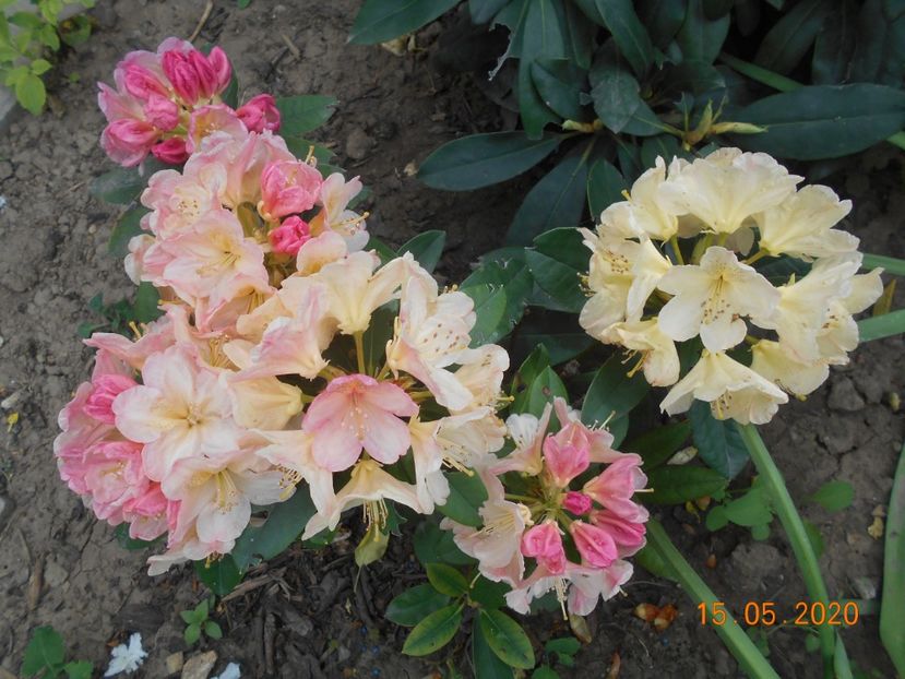 Rodo Percy Wiseman - 1Azalee-rhododendroni-heleborusi-hortensii-hoste 2020