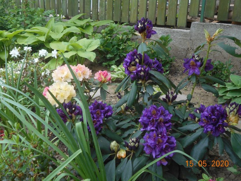  - 1Azalee-rhododendroni-heleborusi-hortensii-hoste 2020