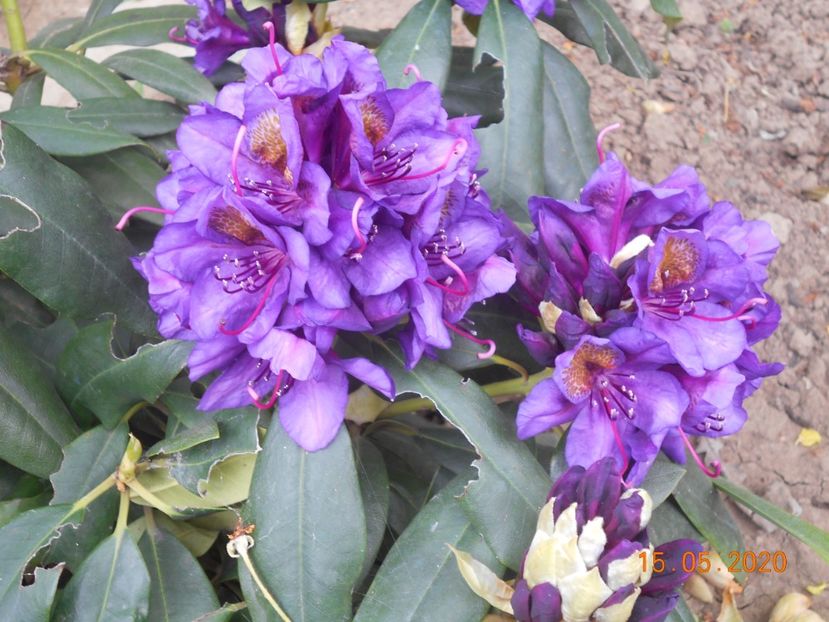  - 1Azalee-rhododendroni-heleborusi-hortensii-hoste 2020