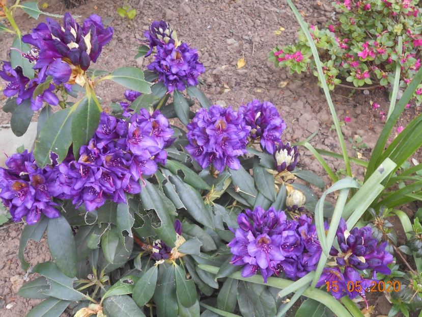 - 1Azalee-rhododendroni-heleborusi-hortensii-hoste 2020