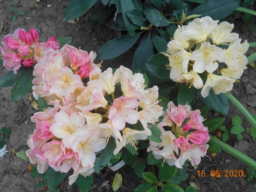  - 1Azalee-rhododendroni-heleborusi-hortensii-hoste 2020