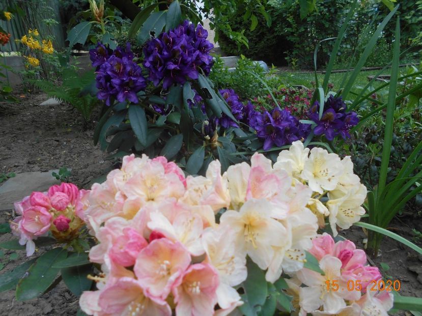  - 1Azalee-rhododendroni-heleborusi-hortensii-hoste 2020