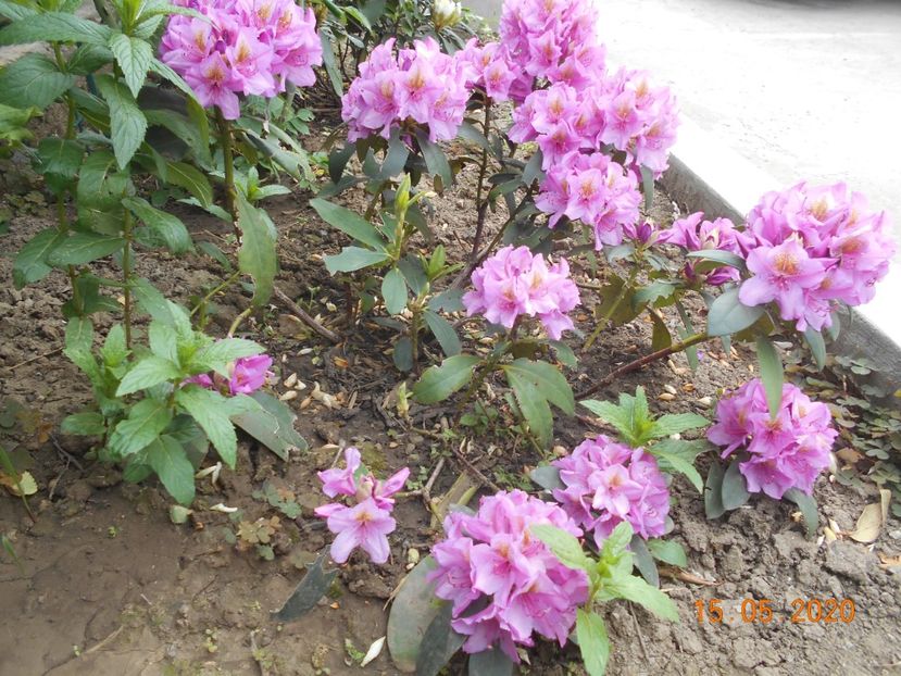 Roz fn - 1Azalee-rhododendroni-heleborusi-hortensii-hoste 2020