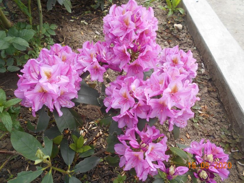  - 1Azalee-rhododendroni-heleborusi-hortensii-hoste 2020