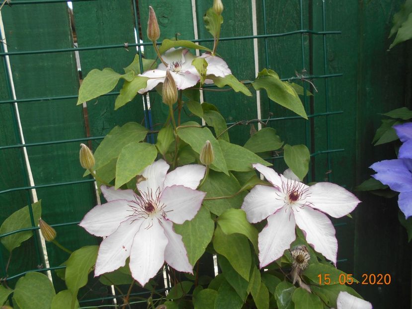  - 1Clematite 2020