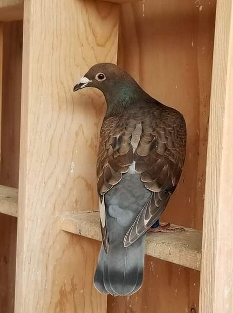  - NU AMI APARTIN 2020