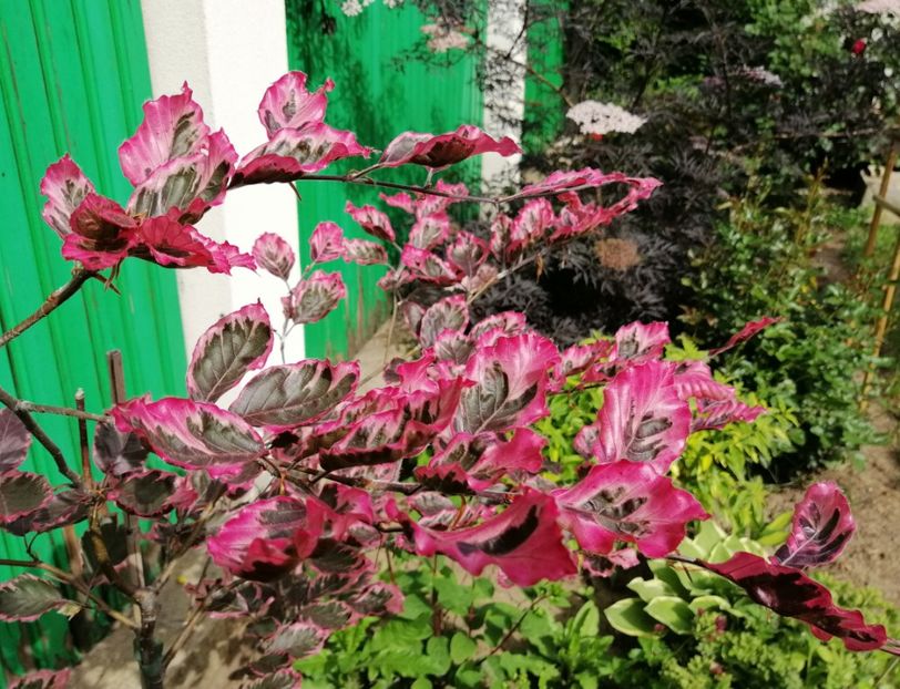  - 2020 mai iunie iulie