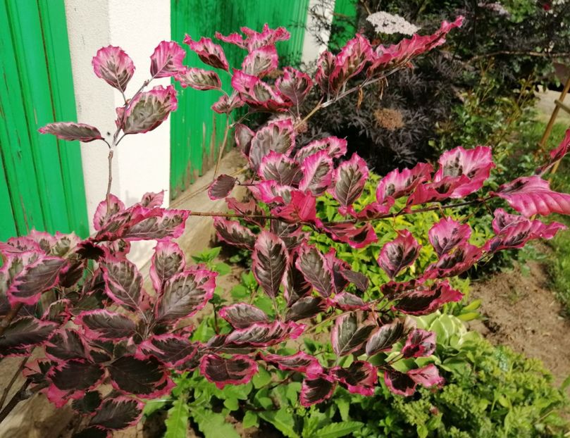  - 2020 mai iunie iulie