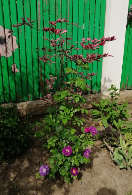  - 2020 mai iunie iulie