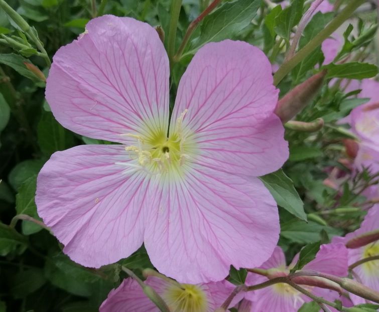  - 2020 mai iunie iulie