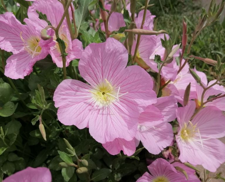  - 2020 mai iunie iulie