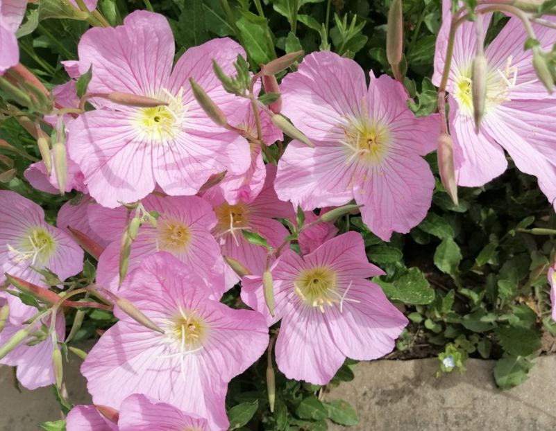  - 2020 mai iunie iulie