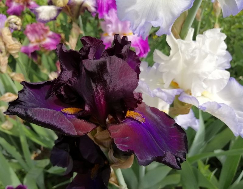  - 2020 mai iunie iulie