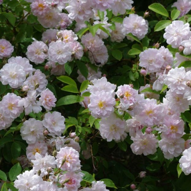 Pauls-Himalayan-Musk-Rambling-Rose - Comanda Pharmarosa