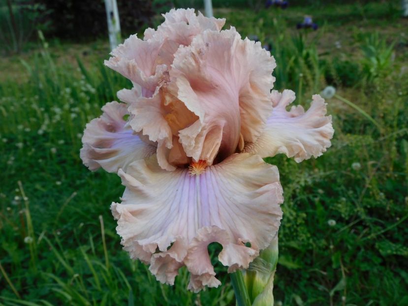 Sweetly sung - xx Colectie irisi