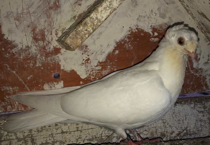 8560  femelă  2020_1 - pui 2020 BM