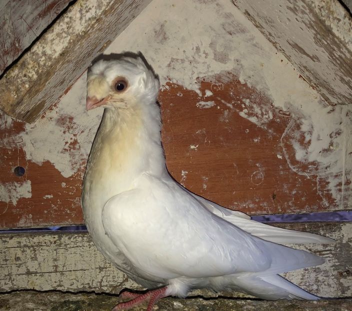 8560  femelă  2020_2 - pui 2020 BM