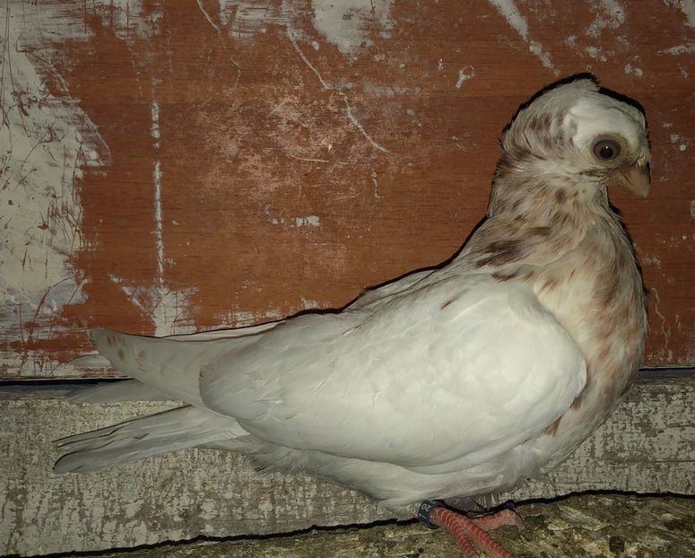 8559  mascul  2020_2 - pui 2020 BM