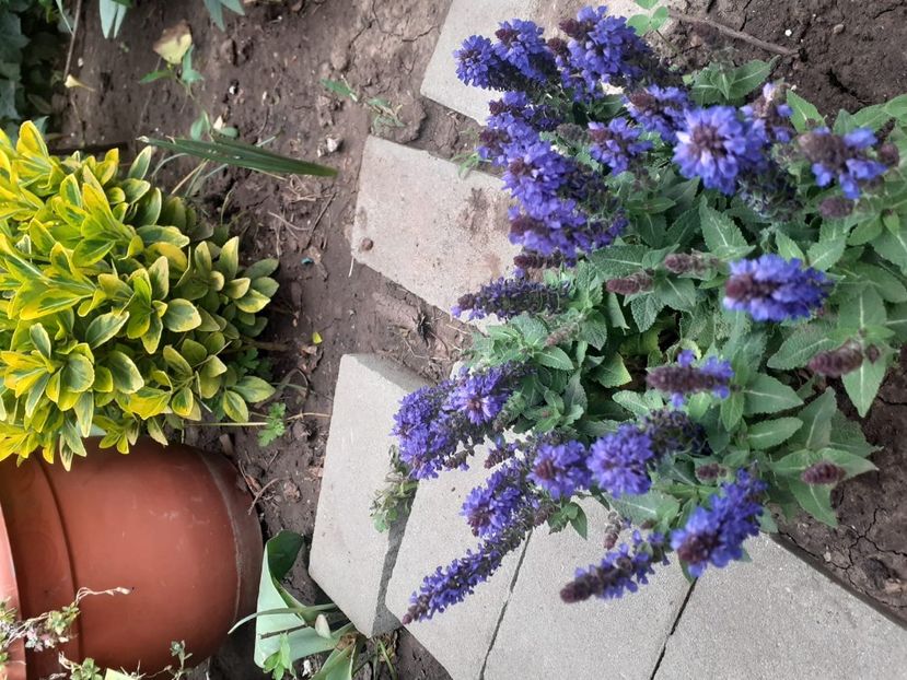 IMG-20200514-WA0025 - 2020