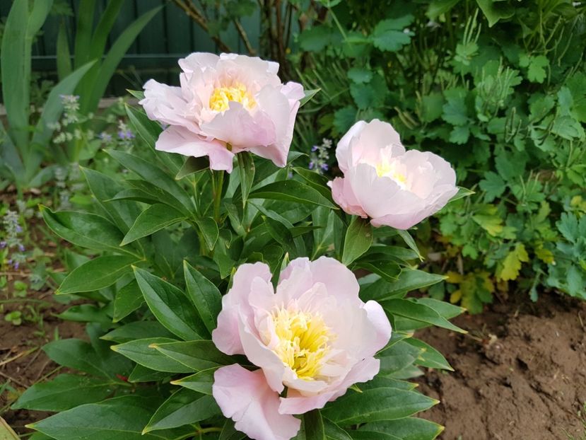 Garden Lace - 2020 Bujori