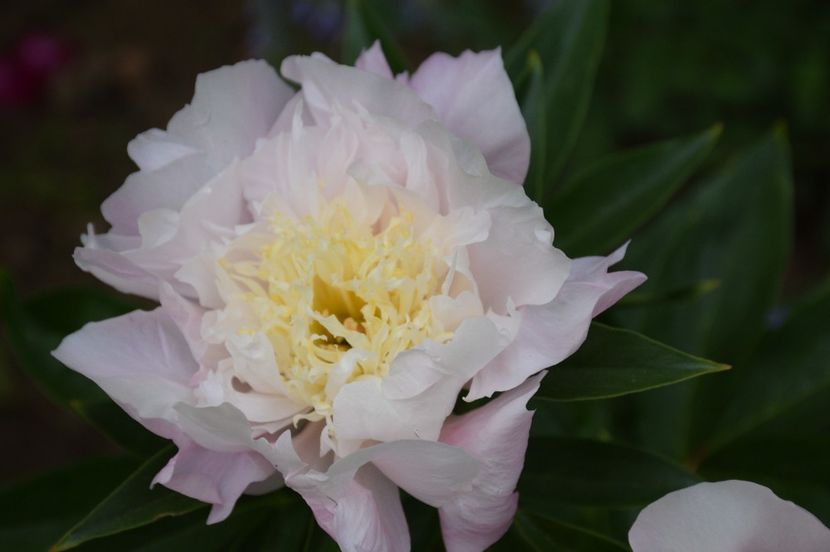 Garden Lace - 2020 Bujori