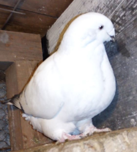  - - A - A - A - A- W A R N I N G !