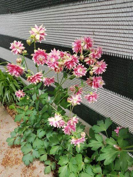  - PRIMAVARA 2020 - 2021