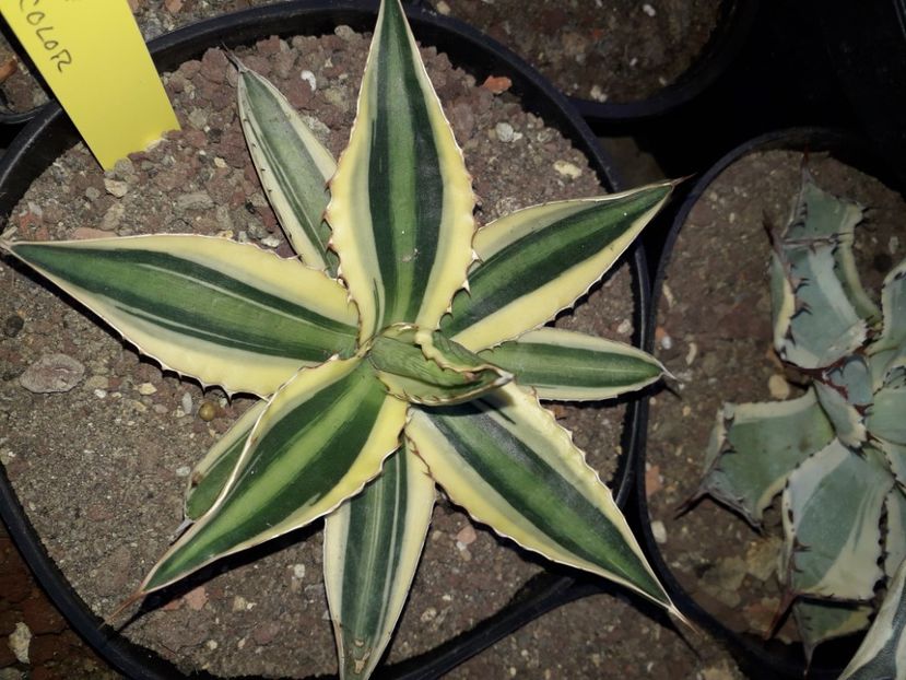 Agave Lophantha quadricolor - Agave