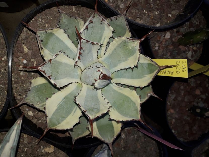 Agave kichiokan variegata - Agave