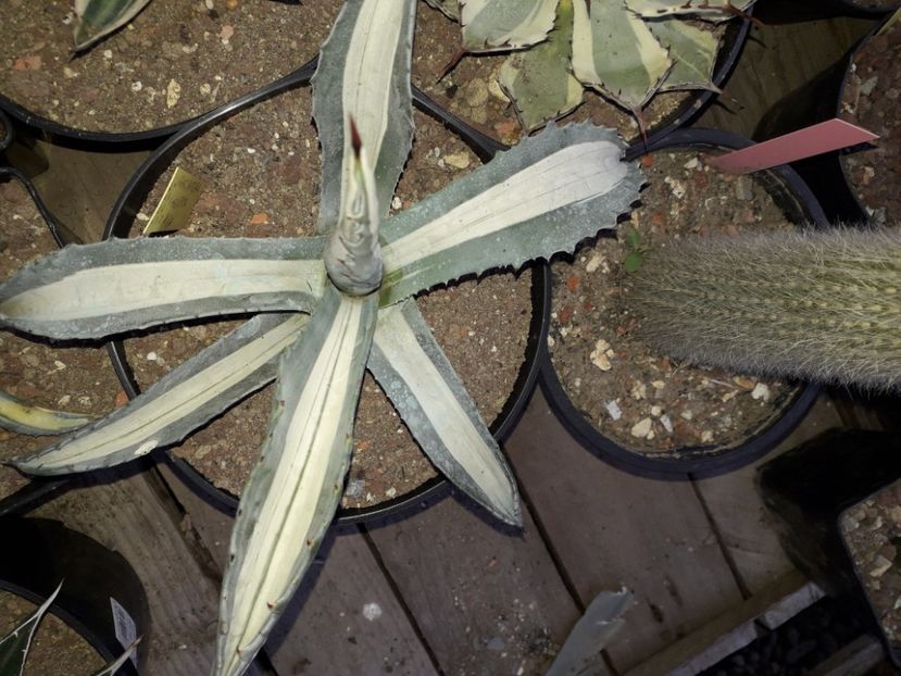 Agave americana mediopicta alba - Agave