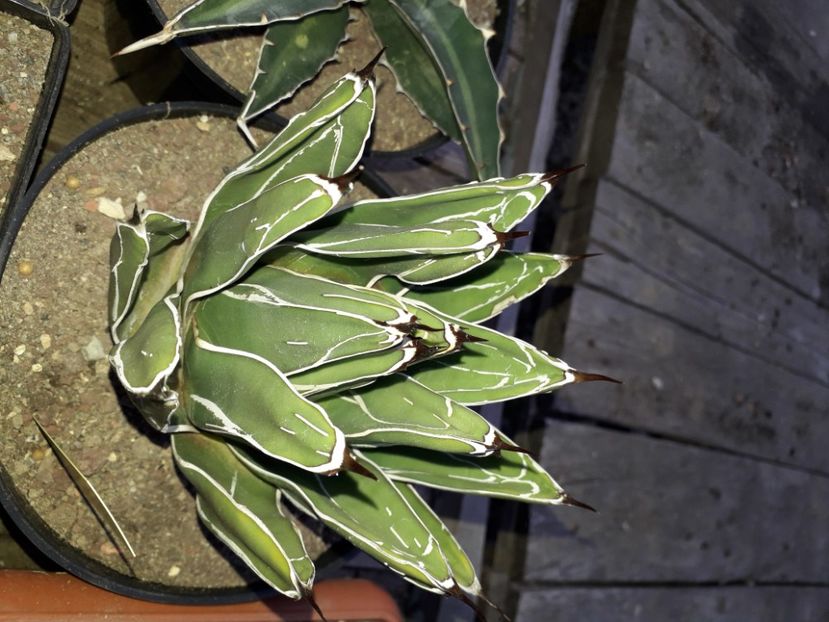 Agave victoria reginae - Agave
