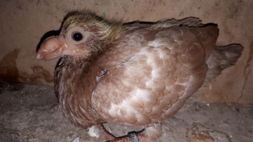 Vîndută - J2 _ tineret 2020