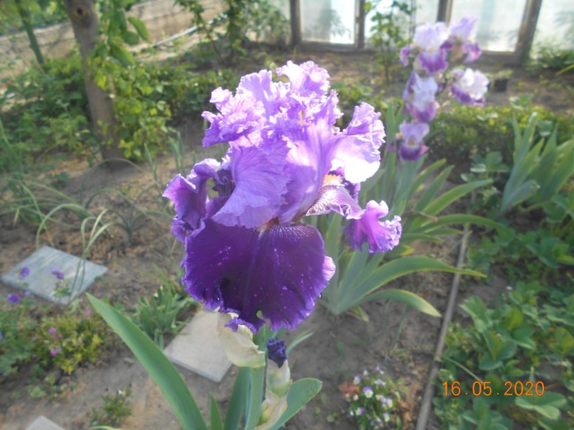 Louisa Song - 1Irisi 2020