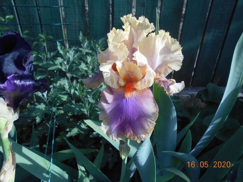 Colette Thurillet - 1Irisi 2020