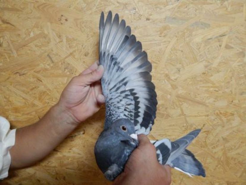 NL-15-1134501 - 2020