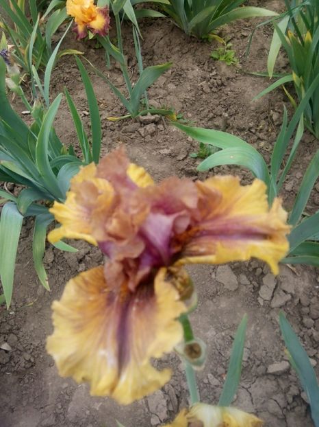 2020-05-16-11_11_11 - diverse flori 2020