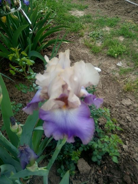 2020-05-16-11_11_37 - diverse flori 2020