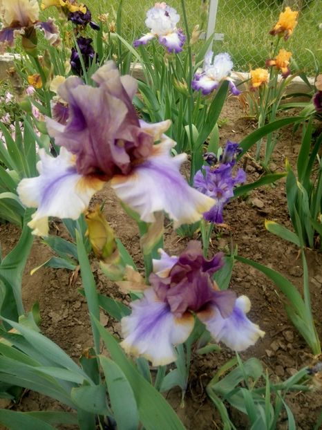 2020-05-16-11_11_45 - diverse flori 2020