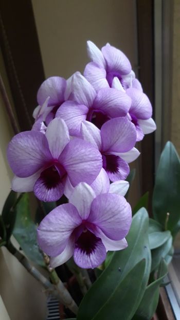  - 4 Orhidee Dendrobium