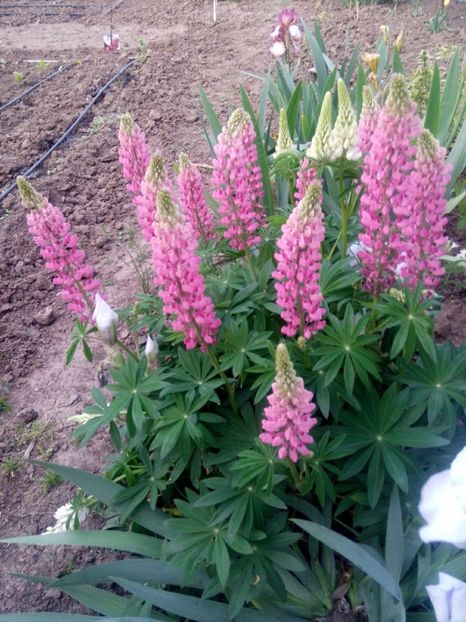 2020-05-12-20_15_34 - diverse flori 2020