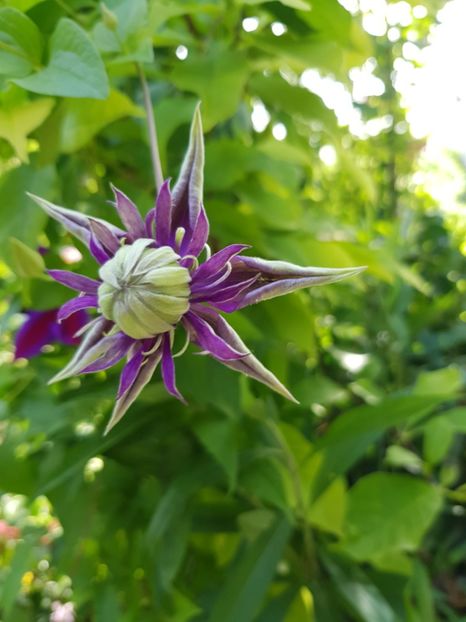  - Clematite 2020-2023