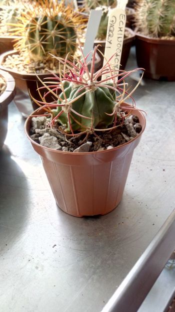 E. parryi  L 1372 - Echinocactus