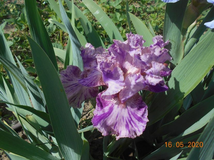 Isn this Something - 1Irisi 2020