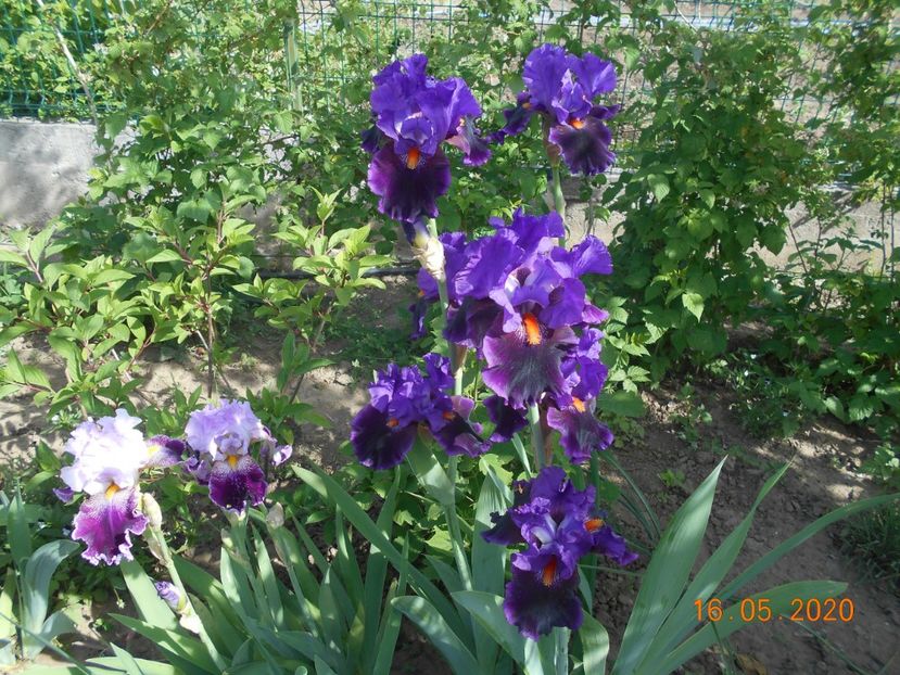 Local Color - 1Irisi 2020