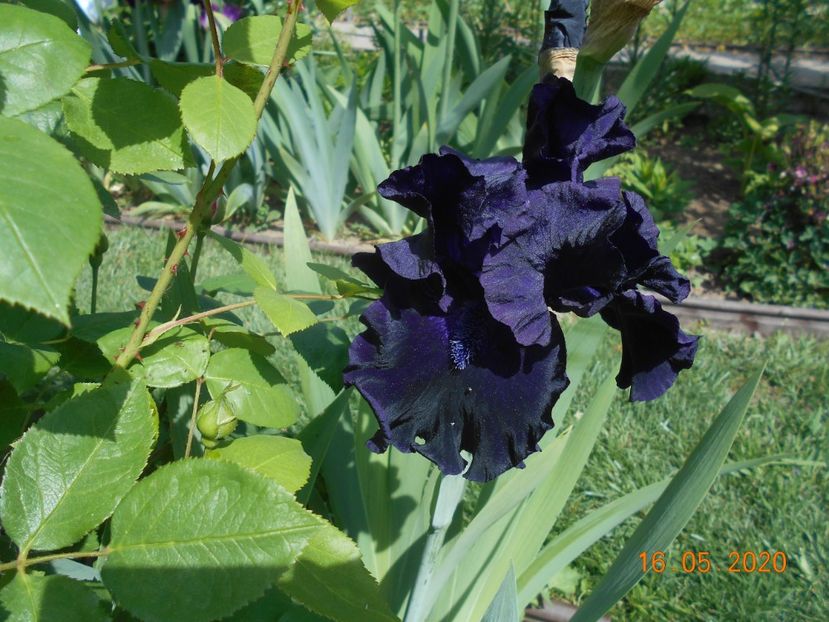 Obsidian - 1Irisi 2020