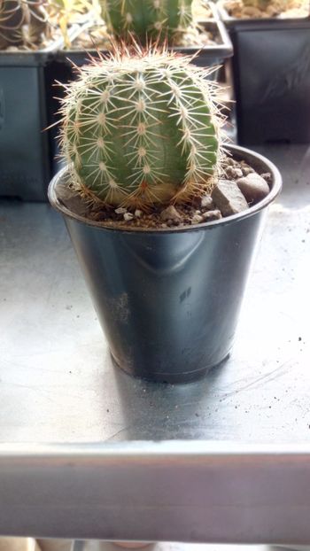 E. pulchellus subs. weinbergii SB 442 - Echinocereus