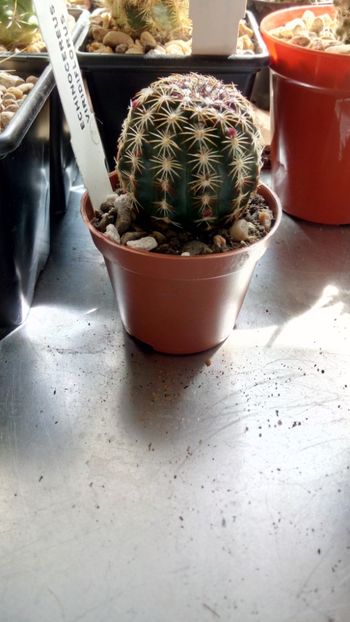 E. viridflorus - Echinocereus